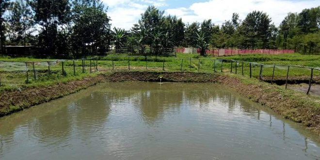 Fish Farm Land/ Ponds Rent Available:* Do you want to join fish-farming  team? We have acres of land secured for Fish-Farmers! We provide fish-ponds  and all you need to start on rentage